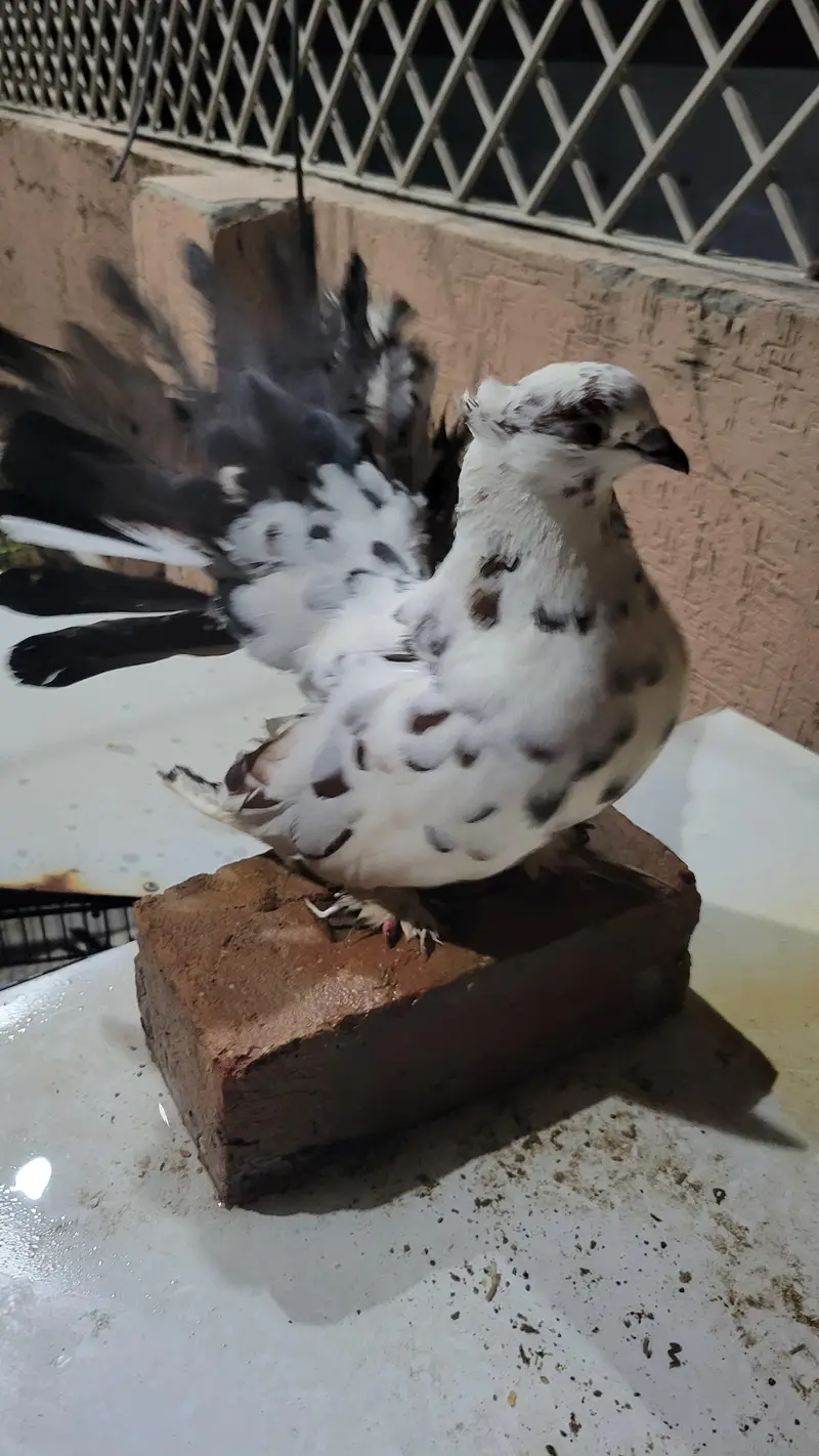 male laka — photo 2