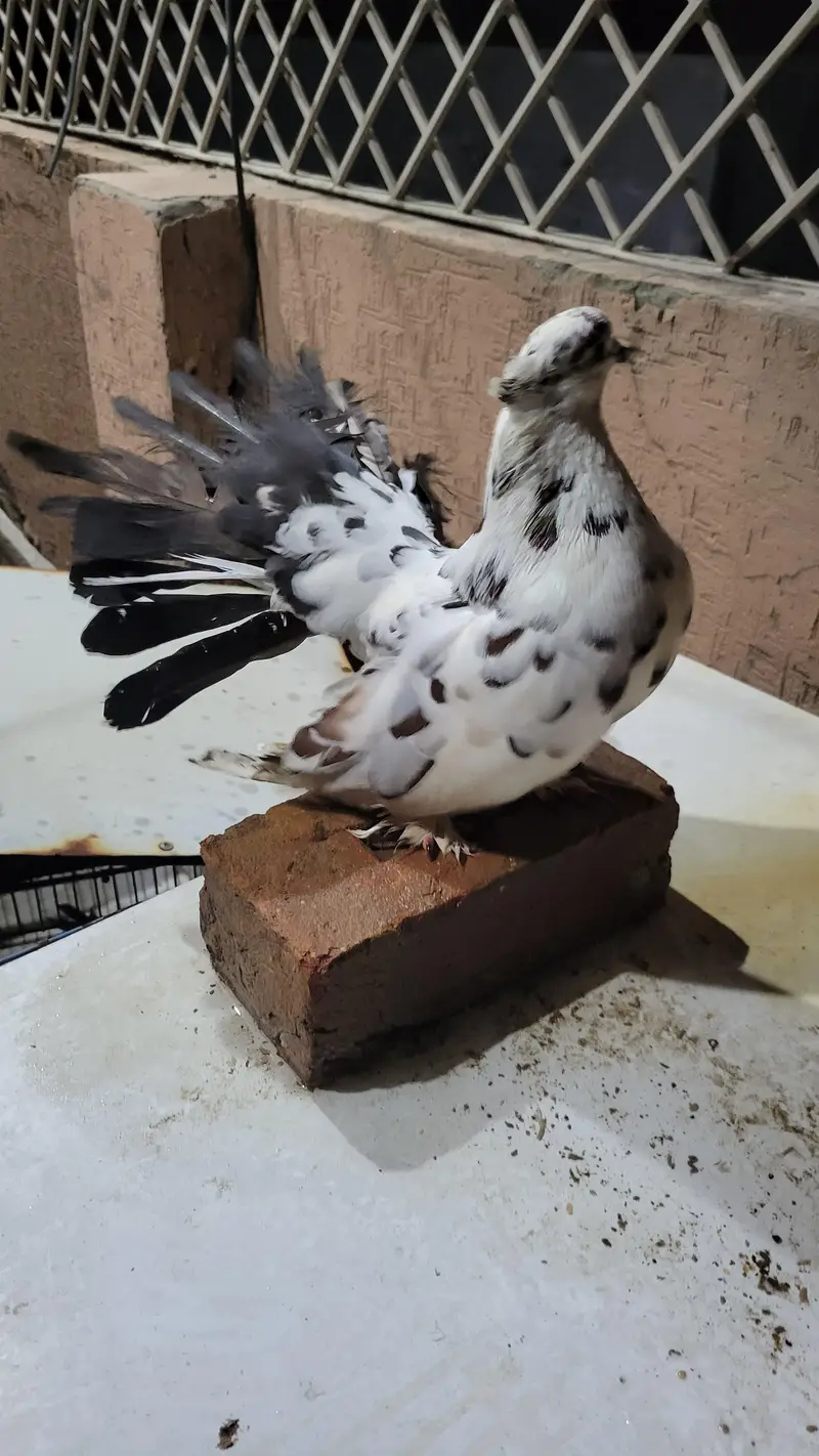 male laka — photo 4