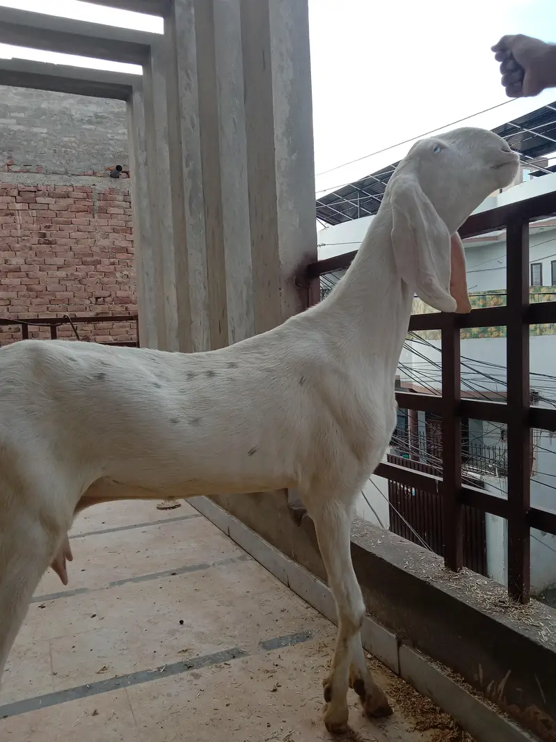 Pure Rajanpuri Madi — photo 3