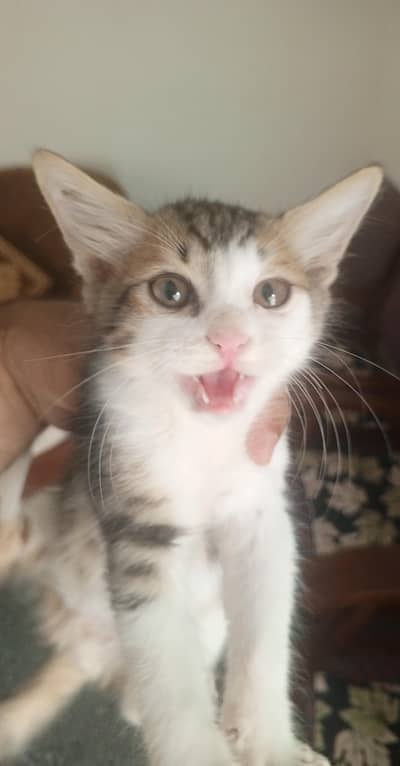 Persian