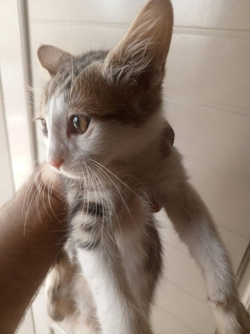 Persian 1
