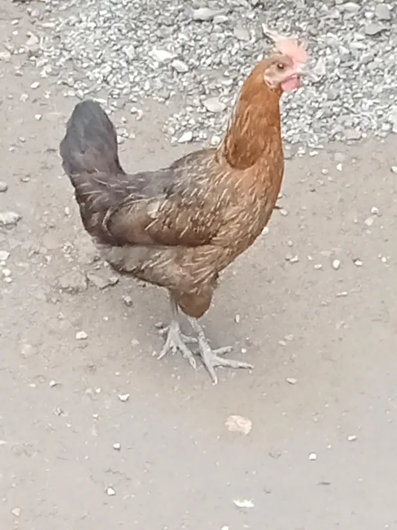 Golden misri — photo 4