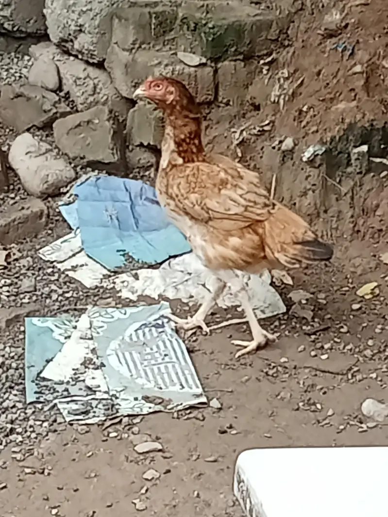 Golden misri — photo 7