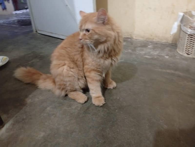 Persian 0
