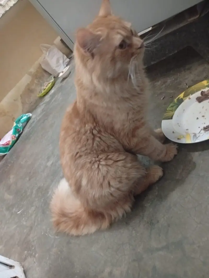 Persian — photo 2