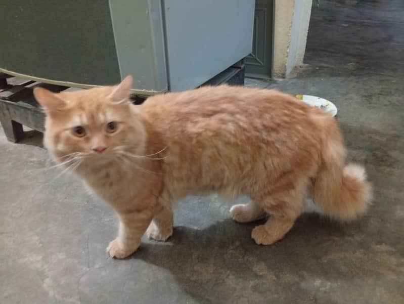 Persian 6
