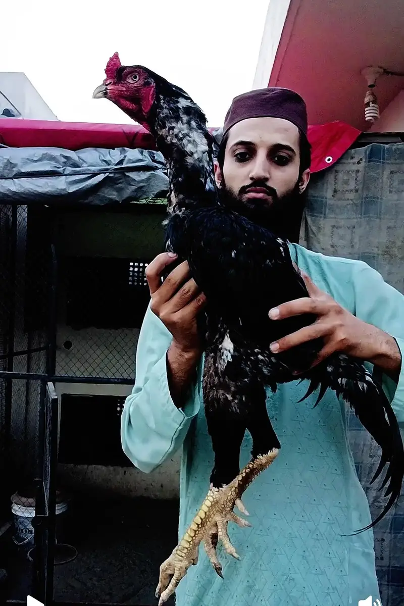 Mushka lassani Murgha — photo 2