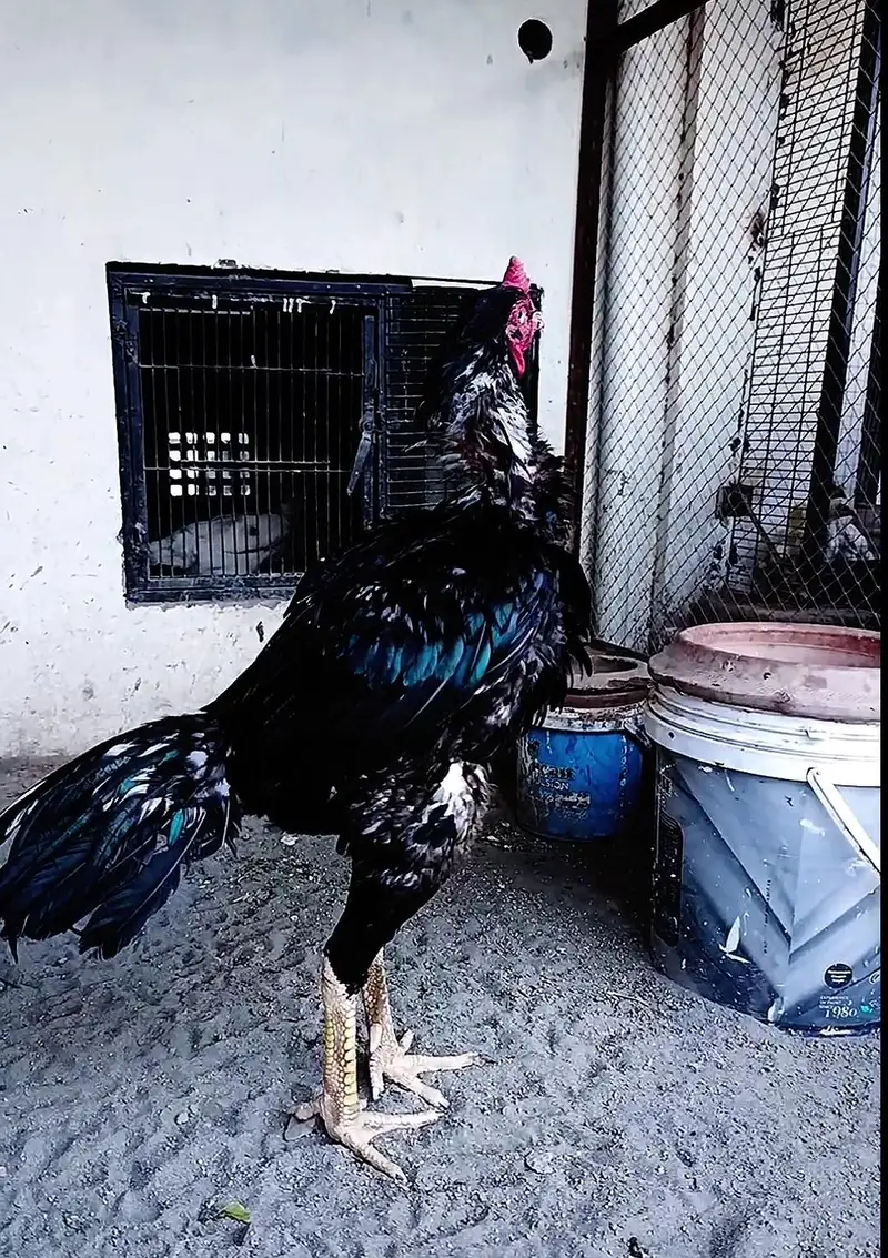 Mushka lassani Murgha — photo 4