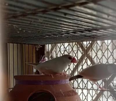 pastel fawn jawa female for sale