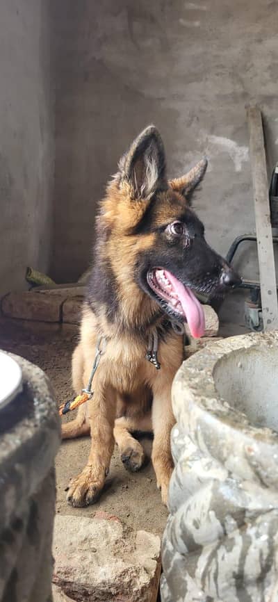 german shephard 5 month female
