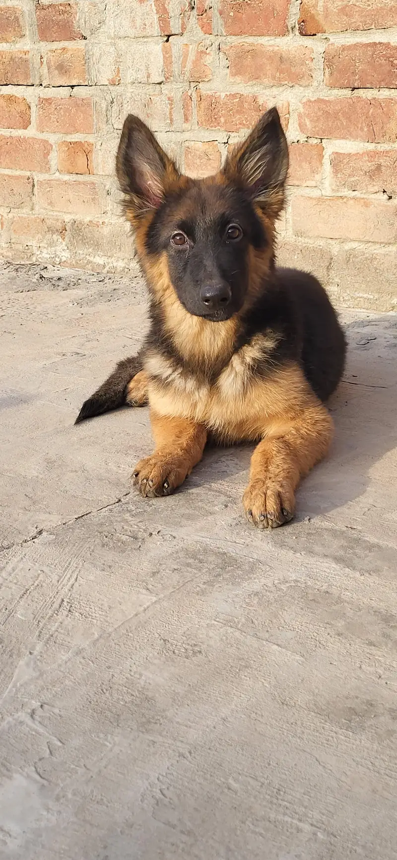 german shephard 5 month female — photo 2