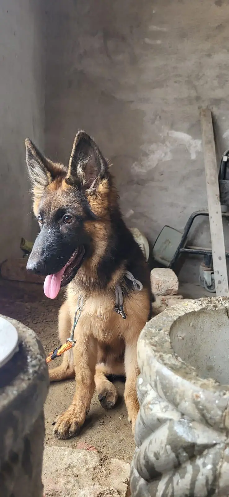 german shephard 5 month female — photo 3
