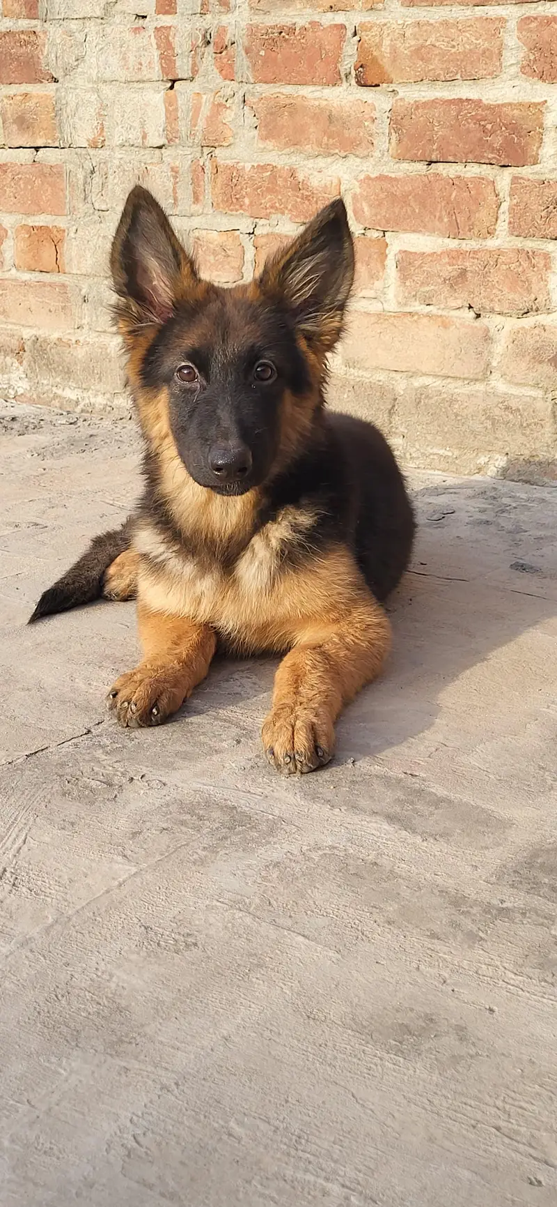 german shephard 5 month female — photo 4