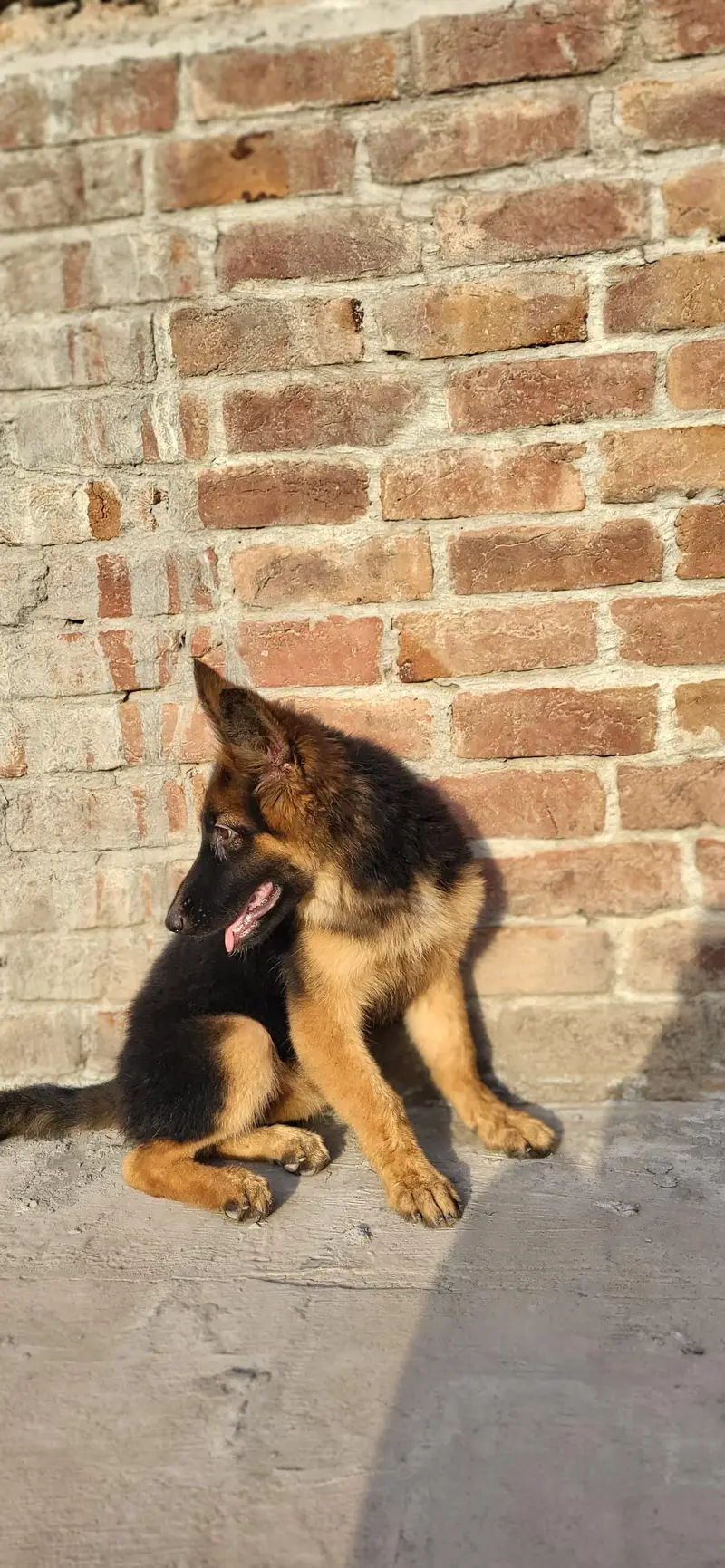 german shephard 5 month female — photo 5