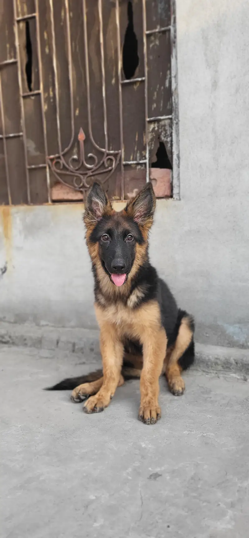 german shephard 5 month female — photo 6