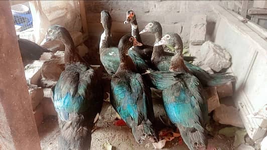 Muscovy Indian breader ducks pair rate finel 2500 per piece ha