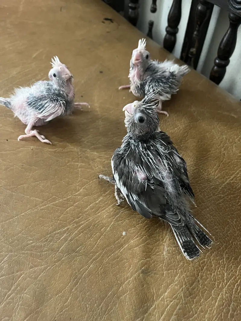 cockataiel chiks|comon white| v pied | charcoal | grey all colors — photo 3