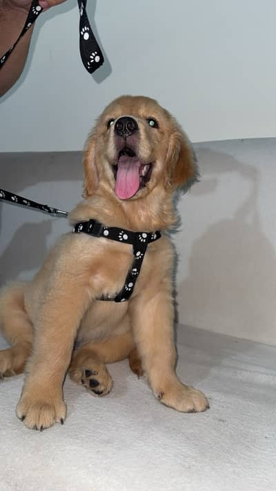 Golden retriever puppy fully vaccinated and trained