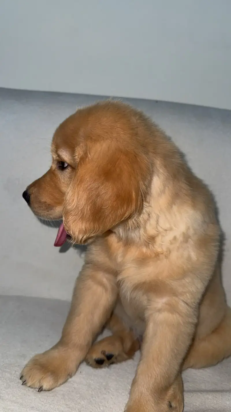 Golden retriever puppy fully vaccinated and trained — photo 2