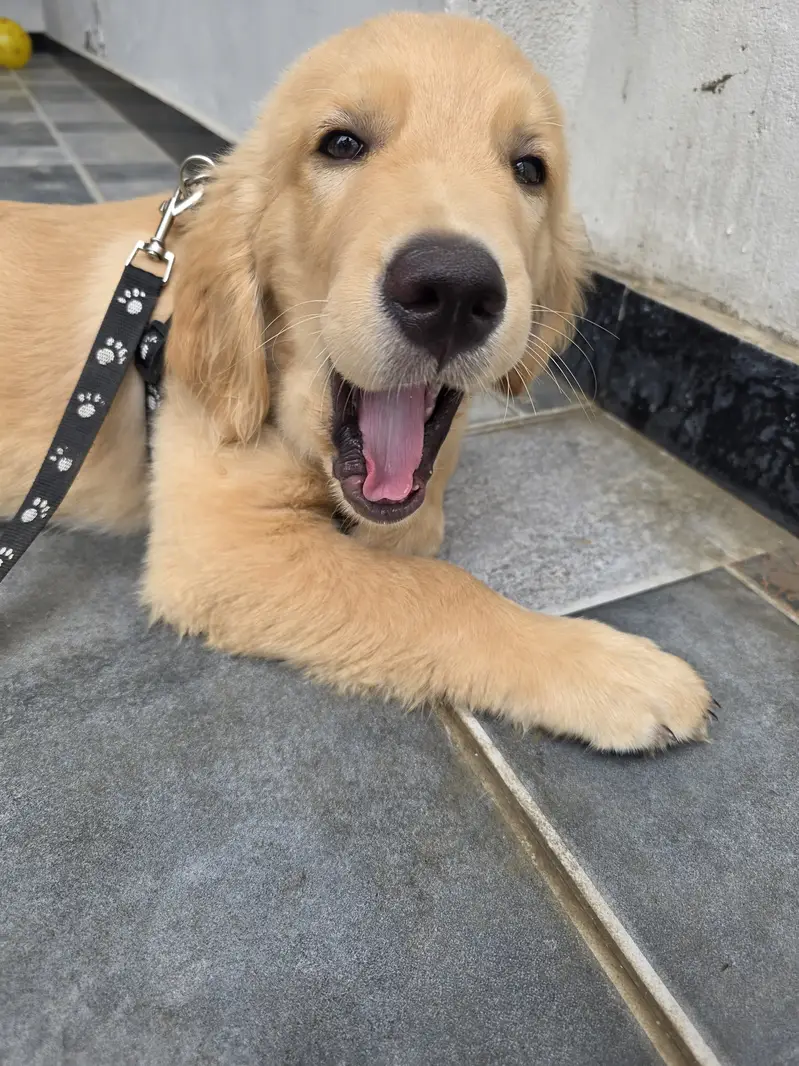 Golden retriever puppy fully vaccinated and trained — photo 3