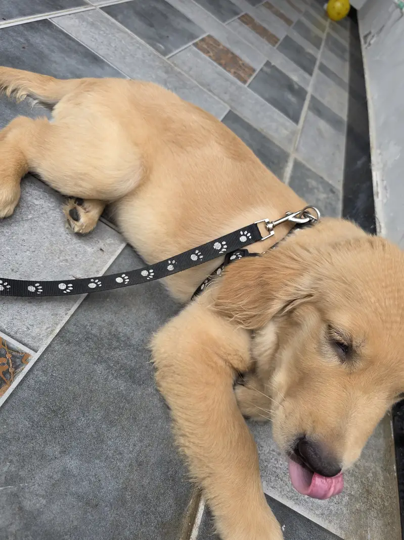 Golden retriever puppy fully vaccinated and trained — photo 4