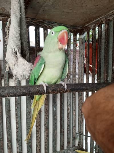 TALKIMH PARROT On sale pair