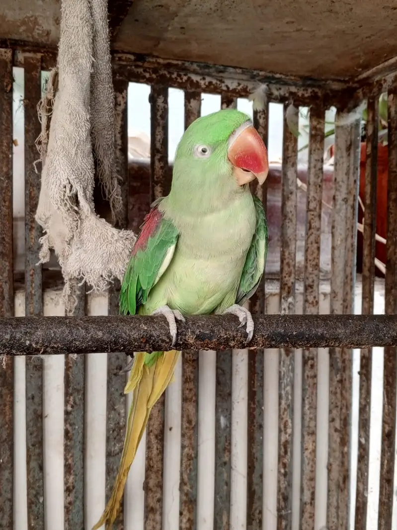 TALKIMH PARROT On sale pair — photo 2