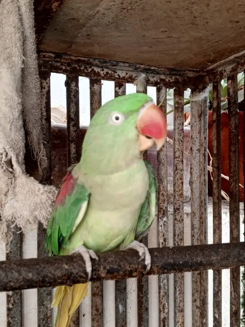 TALKIMH PARROT On sale pair — photo 3