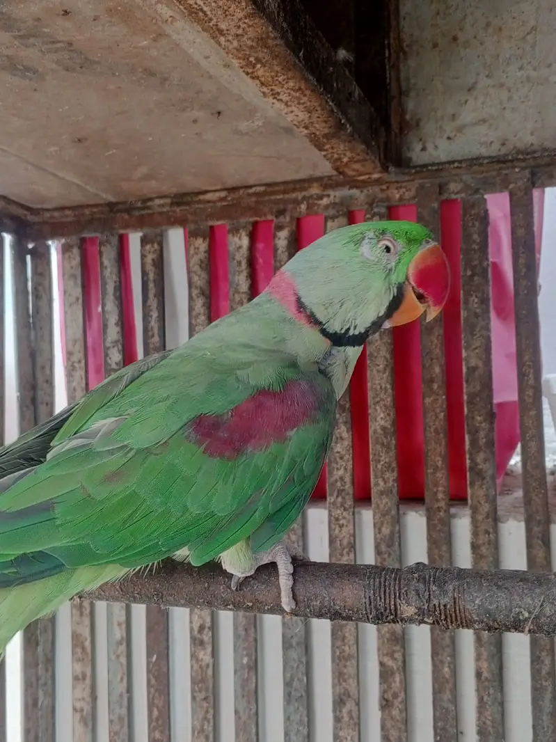 TALKIMH PARROT On sale pair — photo 4