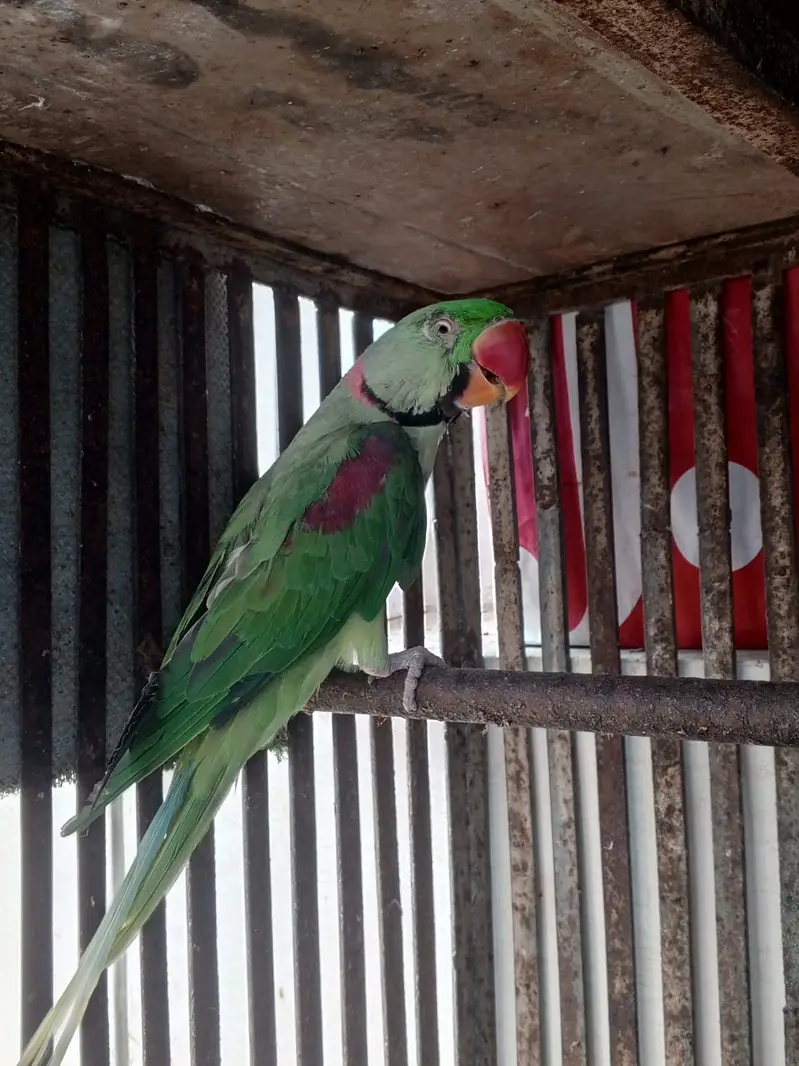 TALKIMH PARROT On sale pair — photo 5