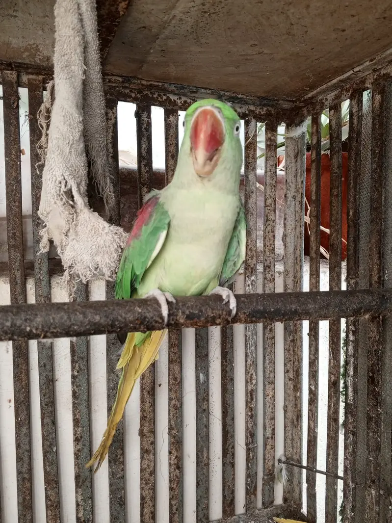 TALKIMH PARROT On sale pair — photo 7