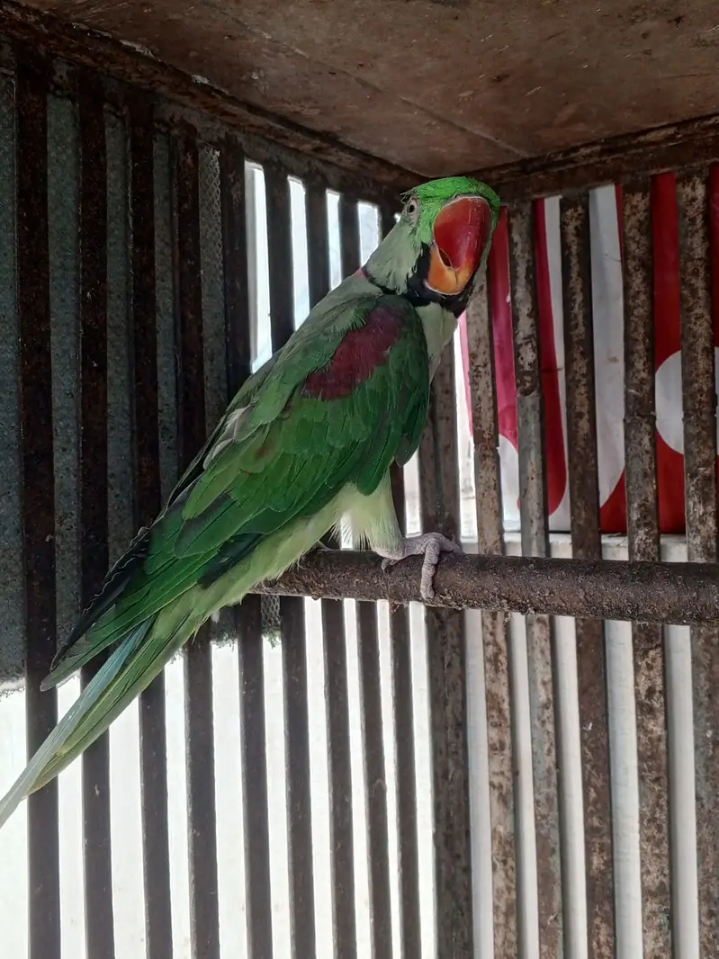 TALKIMH PARROT On sale pair — photo 8