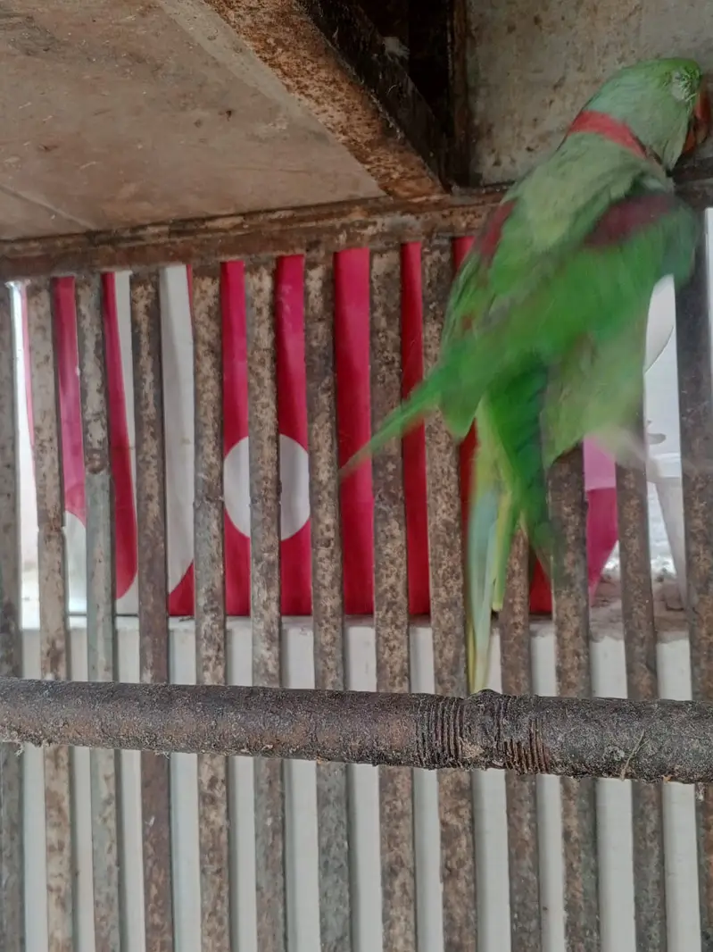 TALKIMH PARROT On sale pair — photo 9