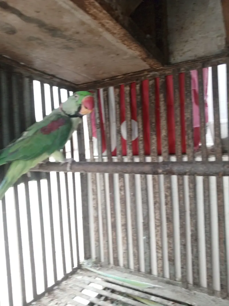 TALKIMH PARROT On sale pair — photo 10