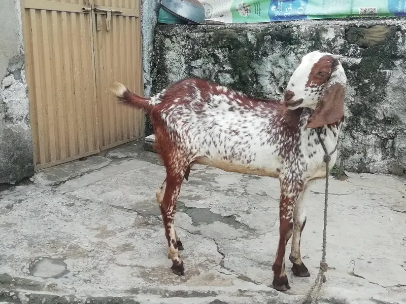 Makhi cheeni Bakri — photo 2