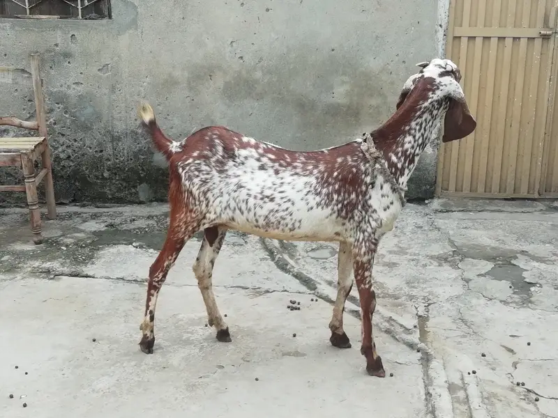 Makhi cheeni Bakri — photo 3