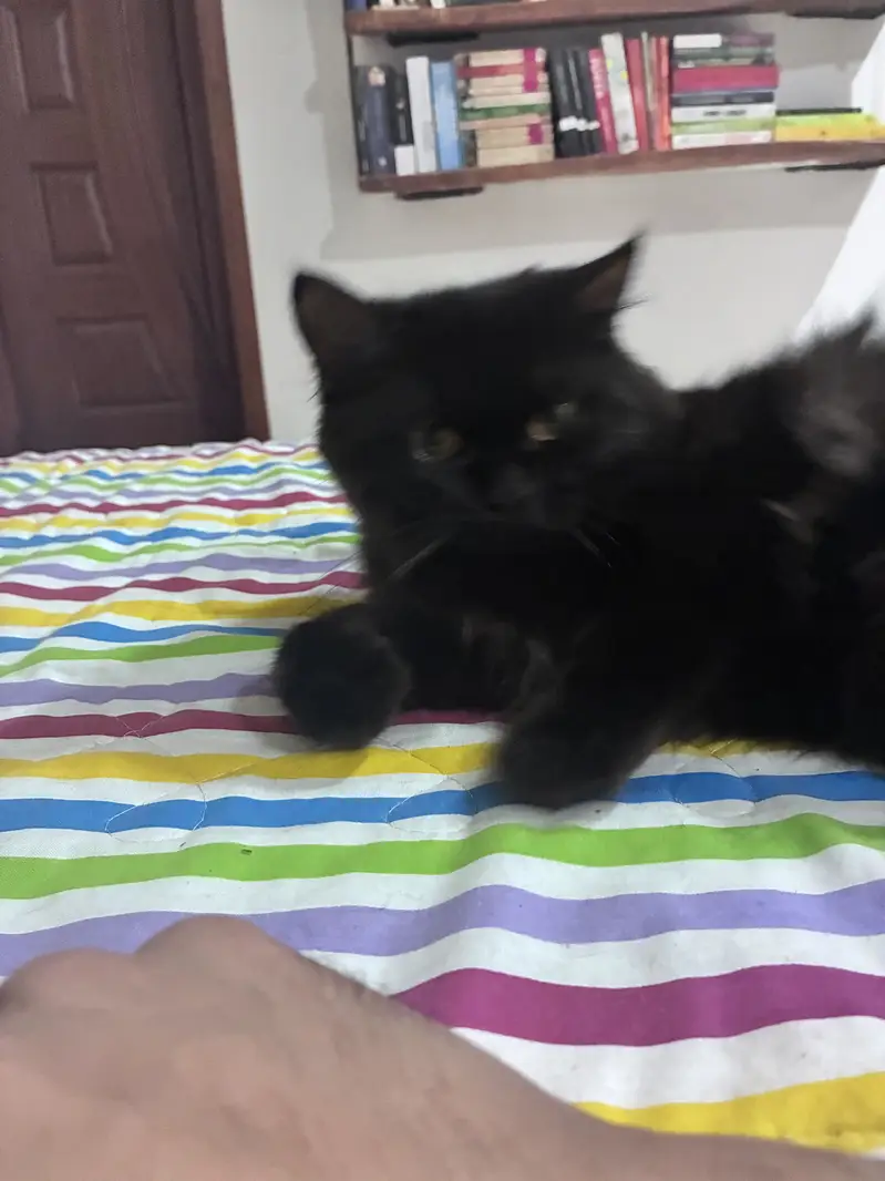 Black Persian cat — photo 2