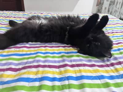 Black Persian cat