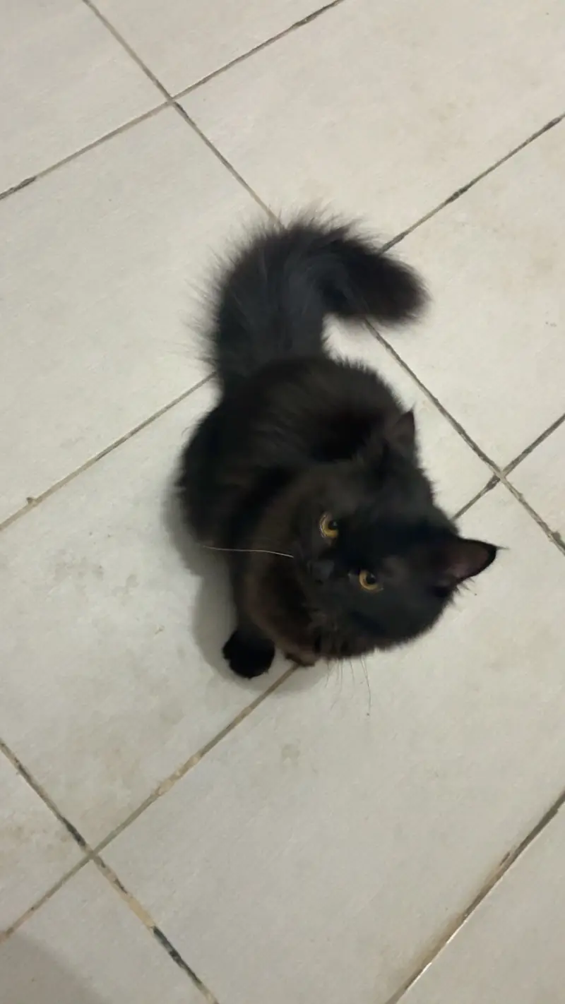 Black Persian cat — photo 3