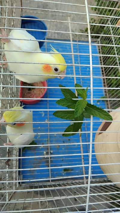 Hand-Tamed Lutino Cockatiel Pair (Red Eyes) – 1 Year Old