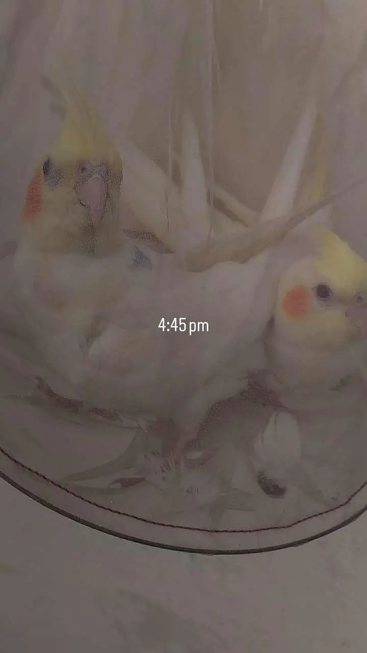 Hand-Tamed Lutino Cockatiel Pair (Red Eyes) – 1 Year Old — photo 2