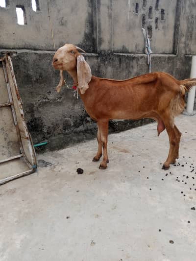 Maki ceni dood wali bakri for sale