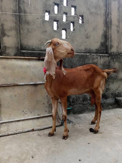 Maki ceni dood wali 3 gaban bakriye for sale