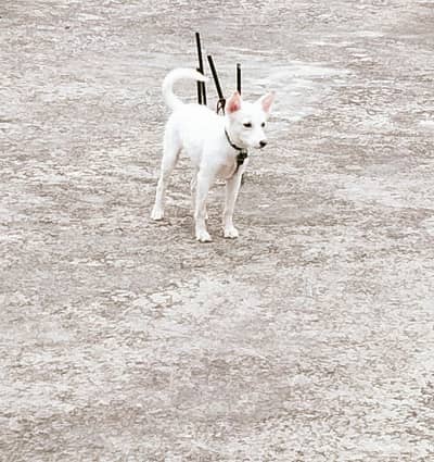 Russin Female Dog For sale 3Month Age Approve Vaccine