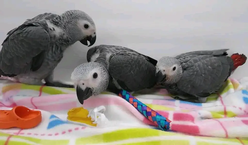 African grey parrot chicks for sale 03215248765 — photo 2