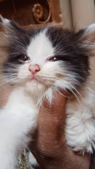 cat. one female and male child for sale