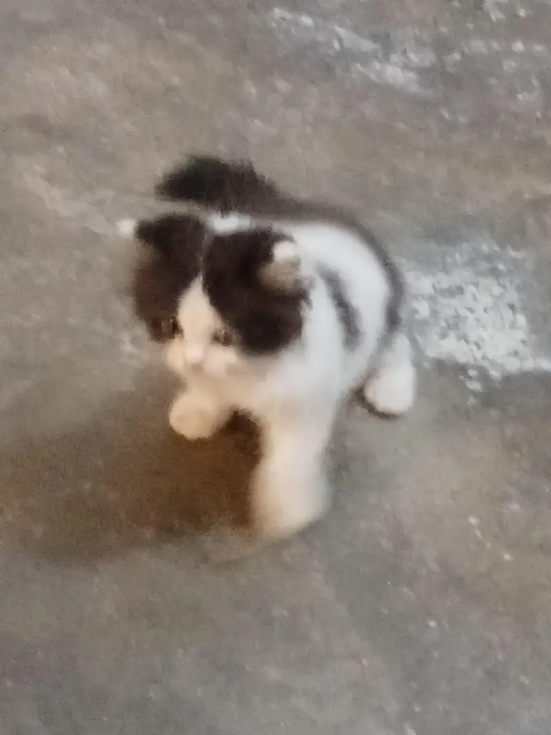 cat. one female and male child for sale — photo 2
