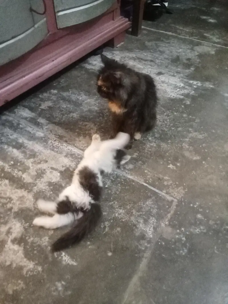 cat. one female and male child for sale — photo 3