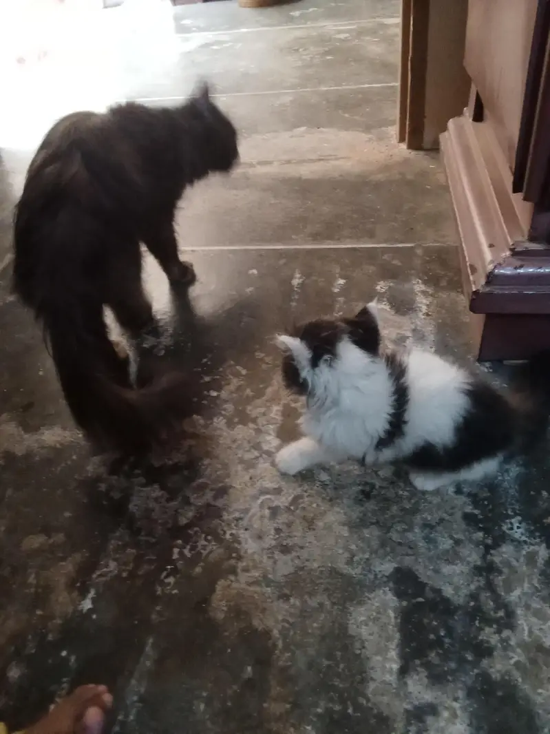 cat. one female and male child for sale — photo 4