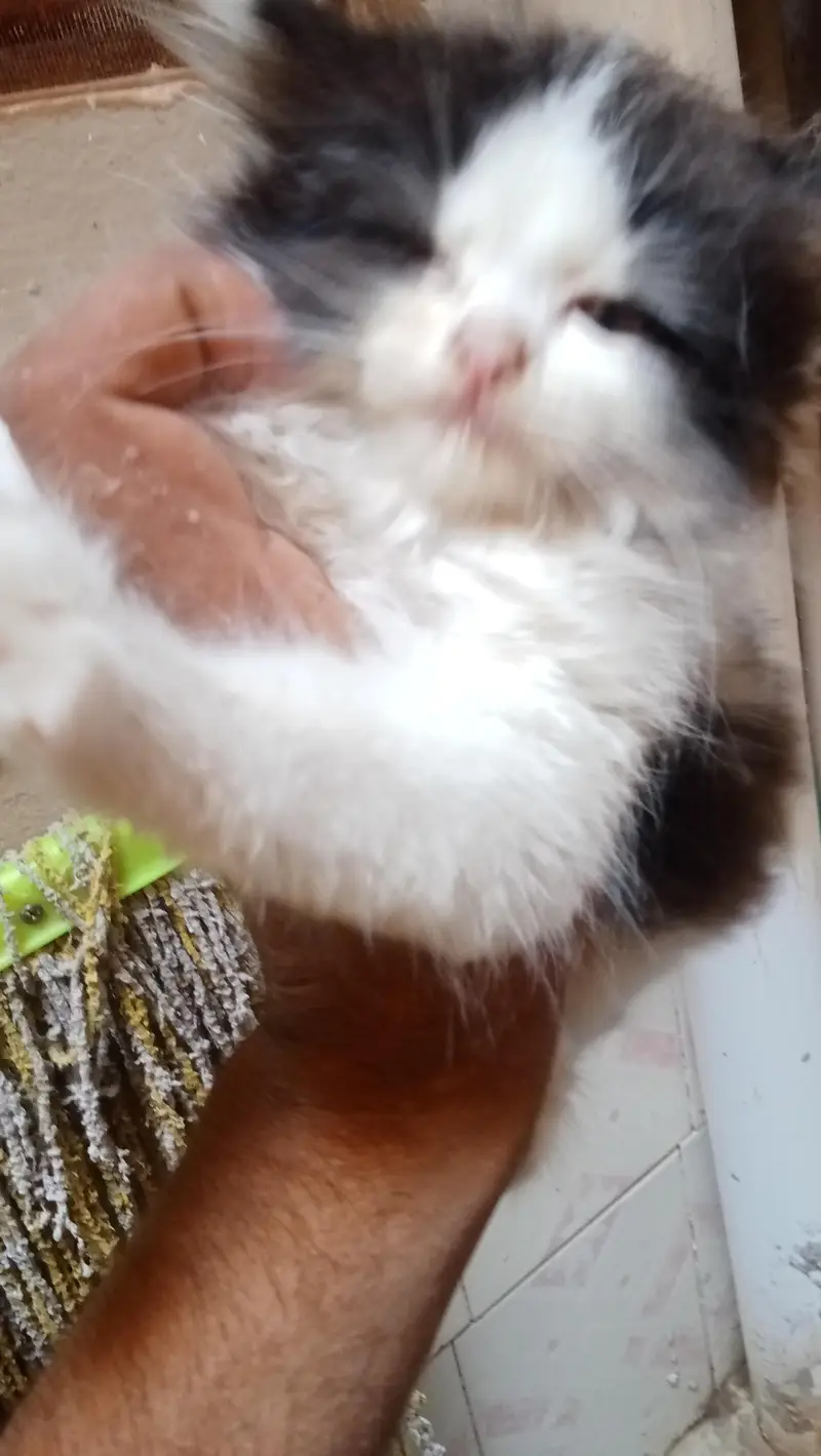 cat. one female and male child for sale — photo 5